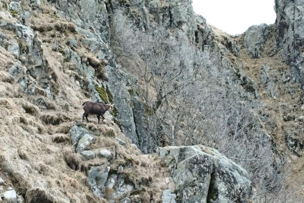 Aux Balcons De La Vallee Soultzeren Exteriér fotografie